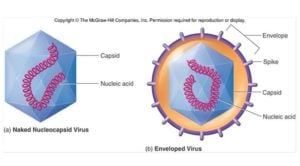 病毒结构，复制和诊断