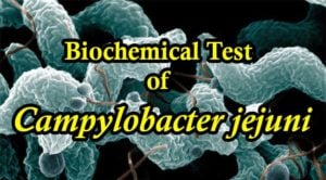 Campylobacter Jejuni的生化试验