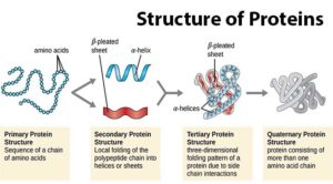 蛋白质结构 - 初级，二级，第三级和第四纪