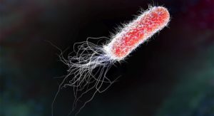 生物型大肠杆菌快速计数方法