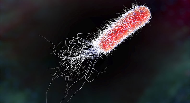 大肠杆菌生物型枚举的快速方法