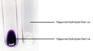 Hippurate水解试验结果解释