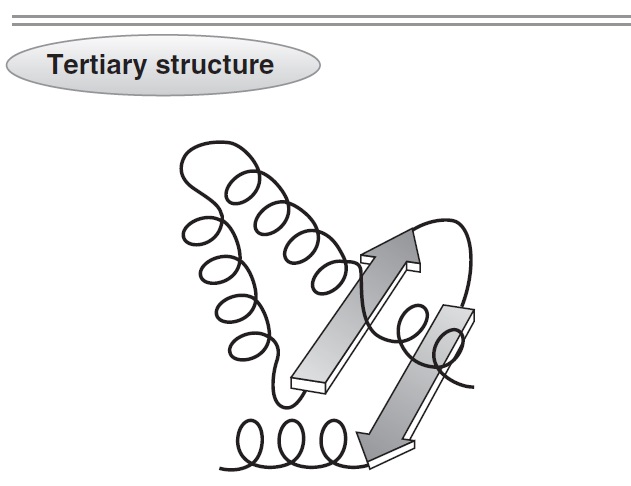 蛋白质的三级结构