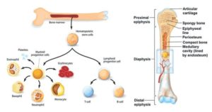 骨髓类型，结构和功能