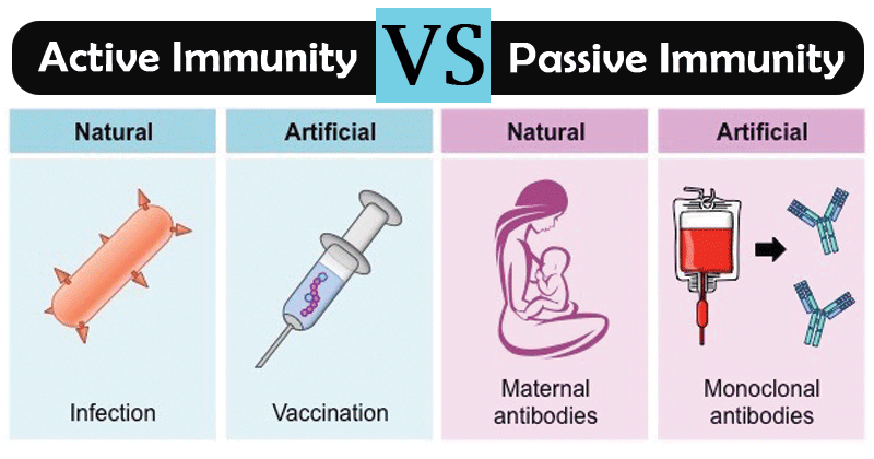 积极免疫和被动免疫的差异