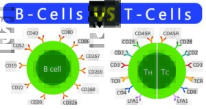 Differences between B Cells and T Cells