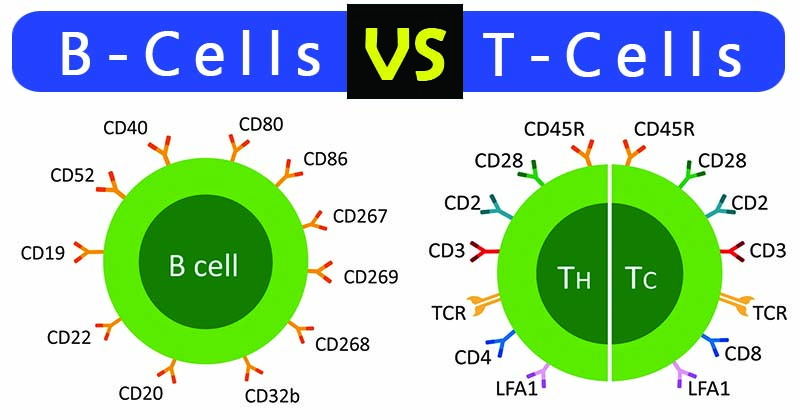 B细胞和T细胞之间的差异