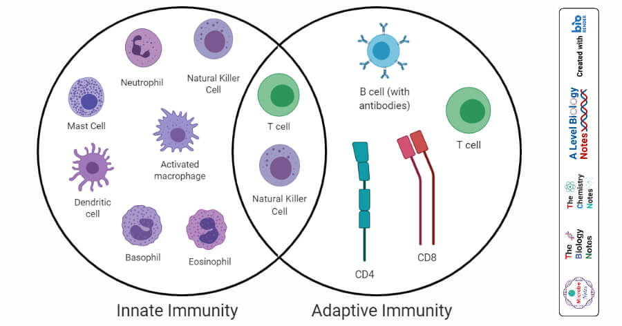 先天免疫与适应性免疫的差异