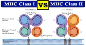 MHC级和II级之间的差异