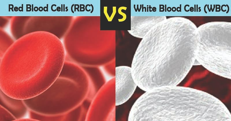 红细胞和白细胞的区别