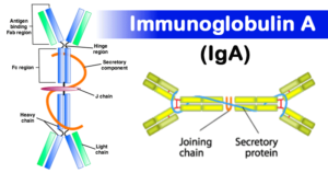 免疫球蛋白A（IgA） - 结构，亚类和功能