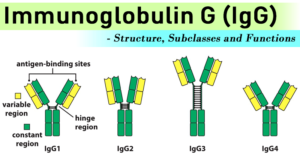 免疫球蛋白G（IgG） - 结构，亚类和功能