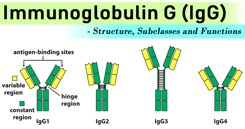 免疫球蛋白G (IgG)的结构、子类和功能