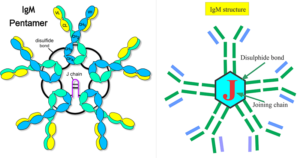 免疫球蛋白M (IgM)的结构和功能