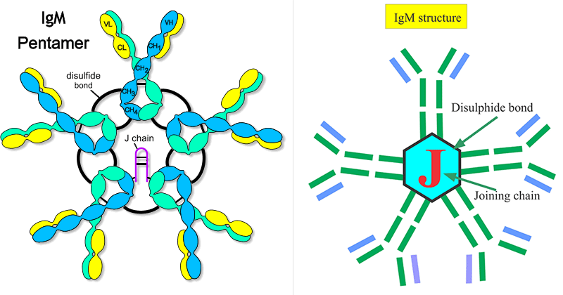 免疫球蛋白M（IgM） - 结构和功能