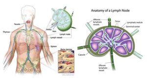 淋巴结-结构和功能