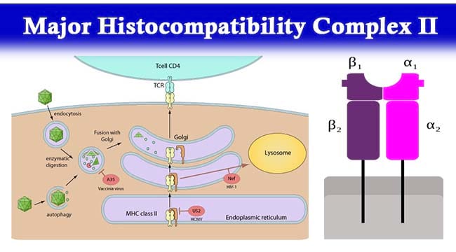 主要的组织相容性复合物II-结构，机制和功能
