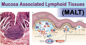 Mucosa Associated Lymphoid Tissues (MALT)