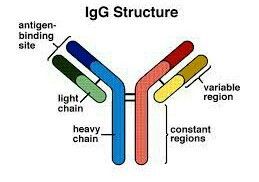 免疫球蛋白G（IgG）的结构
