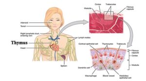 胸腺-结构和功能
