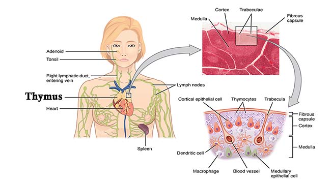胸腺-结构和功能