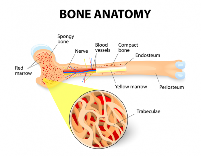 骨髓的类型
