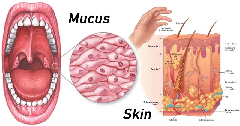 免疫系统的解剖屏障-皮肤和黏液