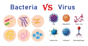细菌和病毒之间的差异