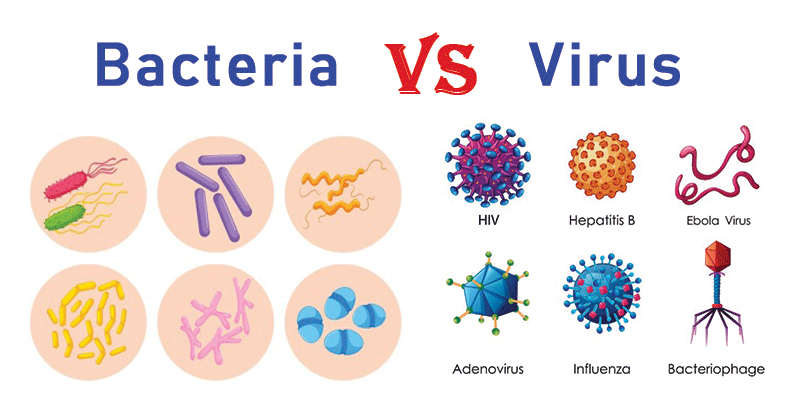 细菌和病毒的区别