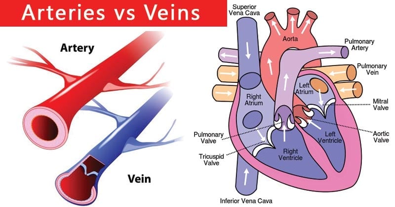 Differences between Arteries and Veins