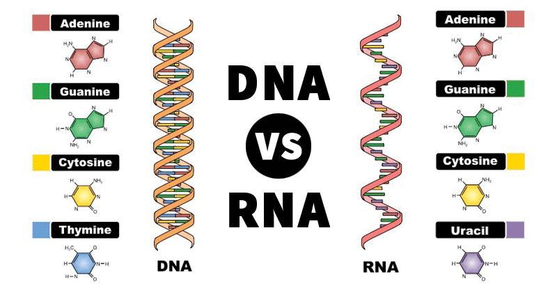 DNA和RNA之间的差异