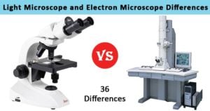 光和电子显微镜之间的差异