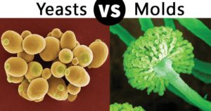 Differences between Yeasts and Molds