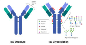 免疫球蛋白E（IgE） - 结构和功能