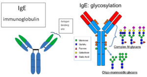 免疫球蛋白E (IgE)的结构和功能