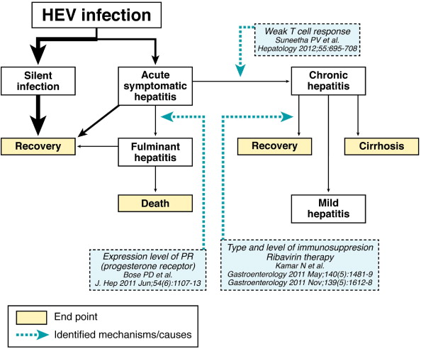 乙型肝炎病毒的发病机制