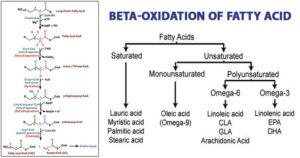 脂肪酸的β-氧化