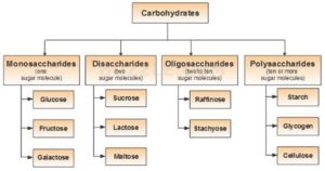 碳水化合物分类