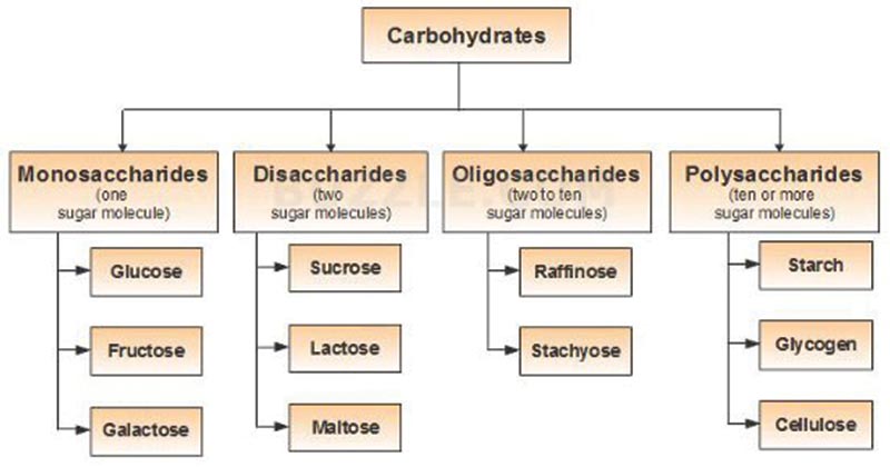 碳水化合物的分类