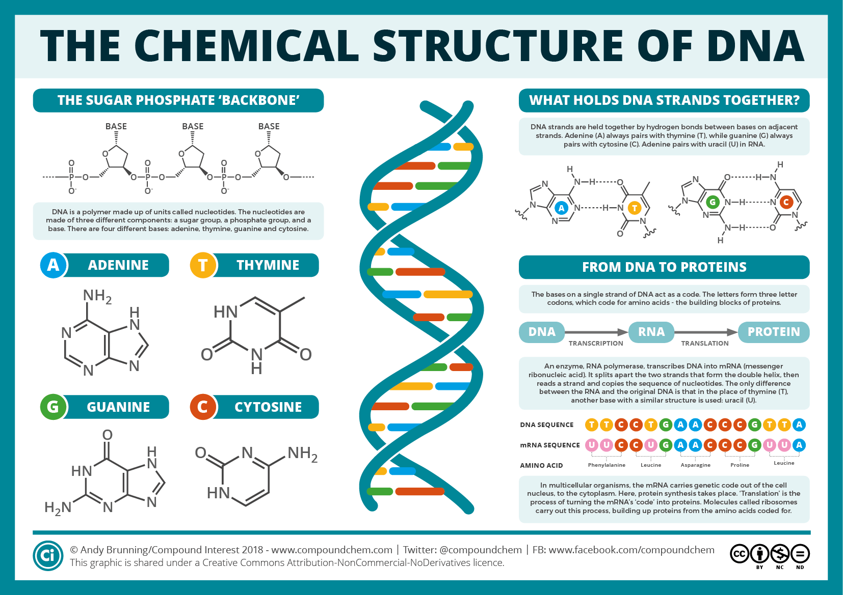 DNA的详细结构和组成