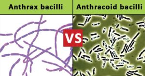 炭疽杆菌和蒽虫害之间的差异