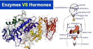 酶和激素之间的差异