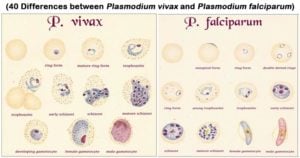 疟原虫疟原虫和疟原虫疟原虫之间的差异