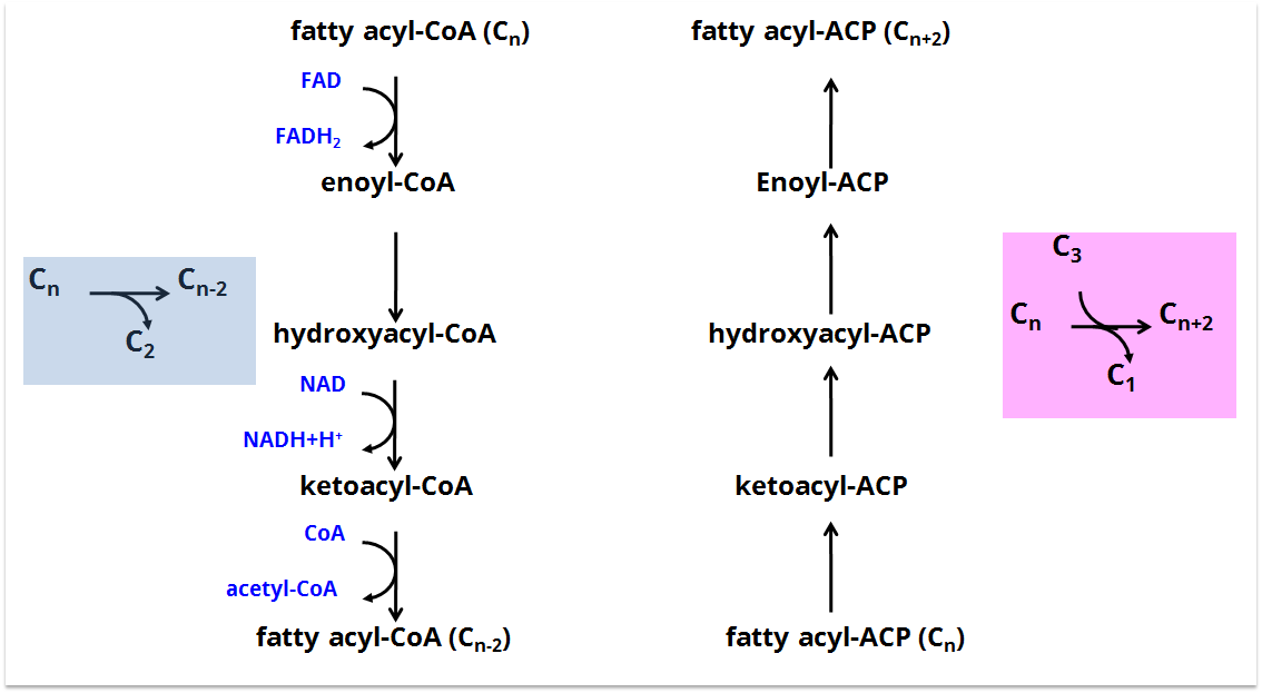 脂肪酸合成途径