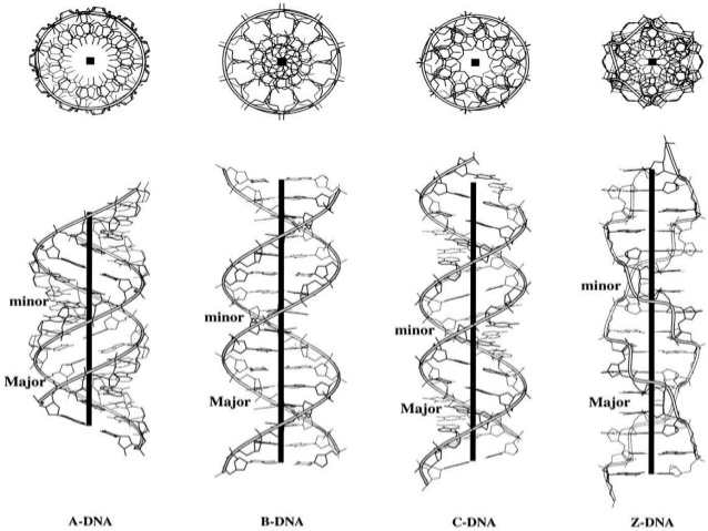 DNA的形式