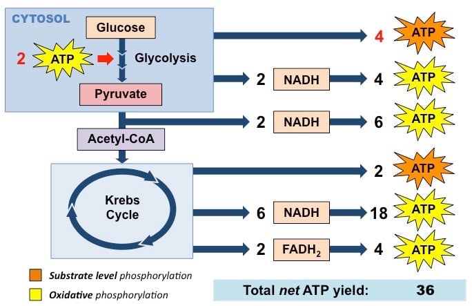 Glucose ATP generation