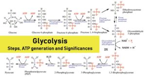 糖酵解-步骤，ATP生成和意义