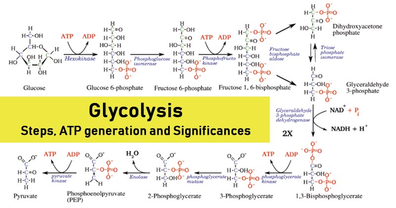 糖酵解- Steps, ATP generation and Significance