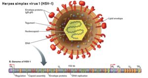 单纯疱疹病毒1型(HSV-1)