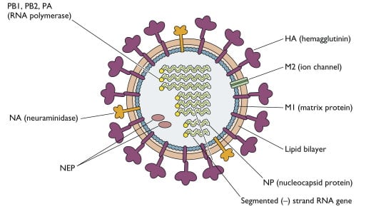 甲型流感病毒结构
